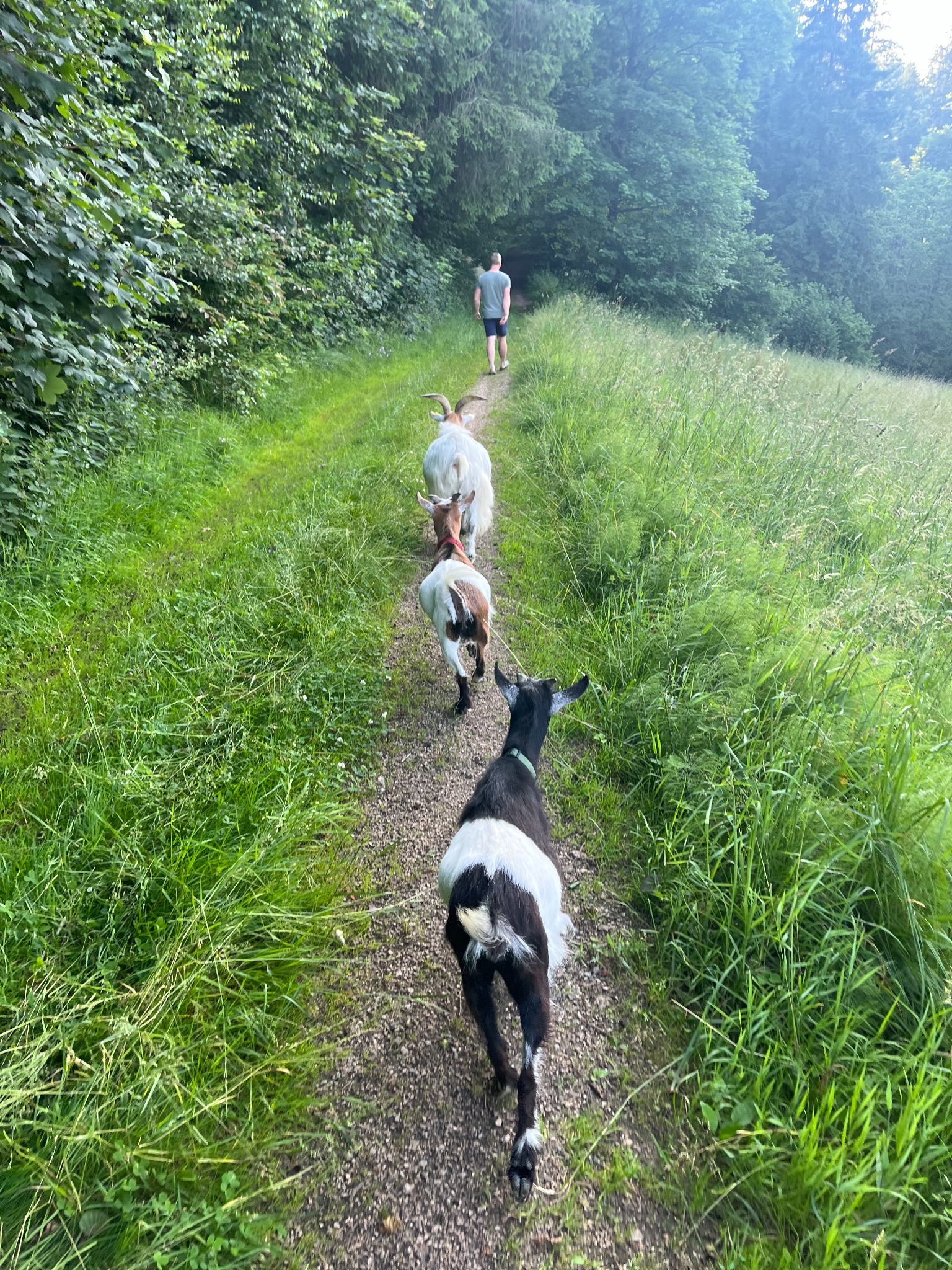 Ziegenwanderungen